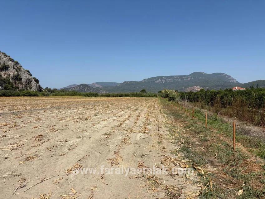 Feld Zu verkaufen in Dalyan Bz. Ortaca - Feld-Zonierung - 20.786 m²