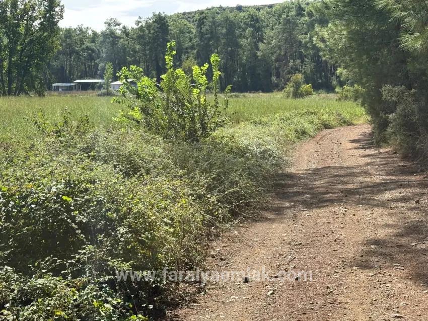 Feld Zu Verkaufen in Zeytinalanı Bz. Köyceğiz - Feld-Zonierung - 10.500 m²