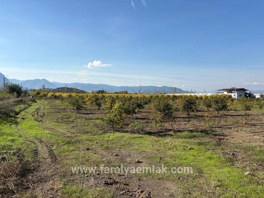 21500 M² Großer Granatapfelgarten In Eskiköy Zu Verkaufen