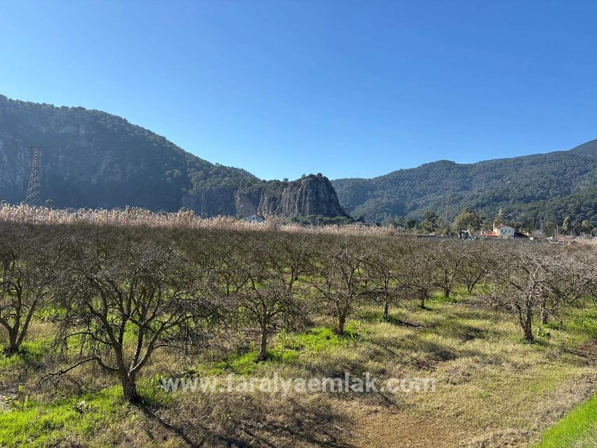5985 M² Großes Grundstück In Dalyan Zu Verkaufen, Ausgewiesen Für 5 % Weinbau/obstbau.
