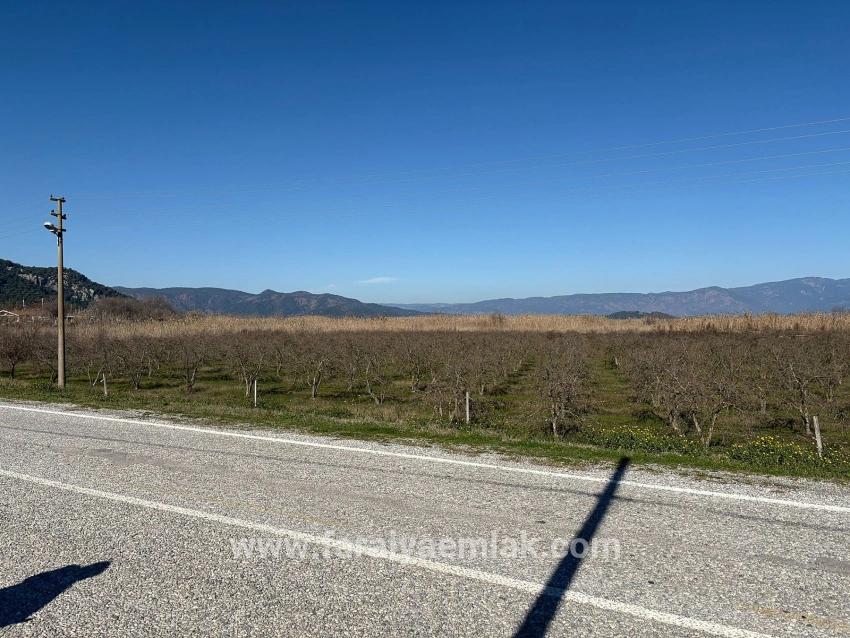 5985 M² Großes Grundstück In Dalyan Zu Verkaufen, Ausgewiesen Für 5 % Weinbau/obstbau.
