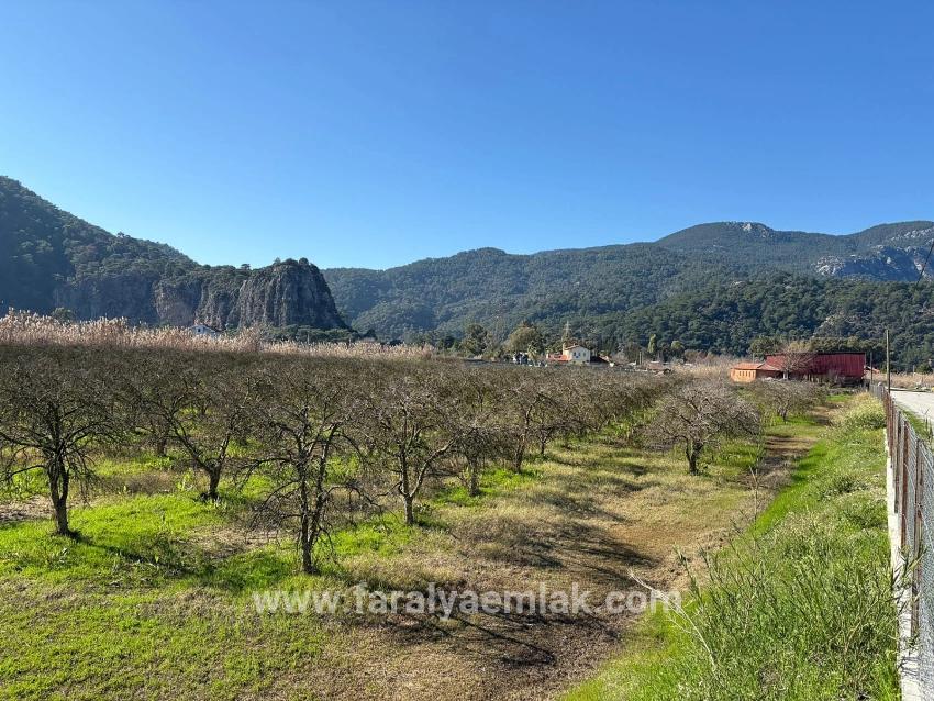 5985 M² Großes Grundstück In Dalyan Zu Verkaufen, Ausgewiesen Für 5 % Weinbau/obstbau.