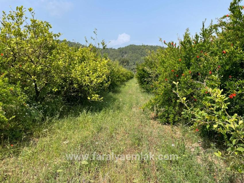 7800 M² Großes Grundstück Zum Verkauf In Gökbel, Neben Der Iztuzu Beach Road