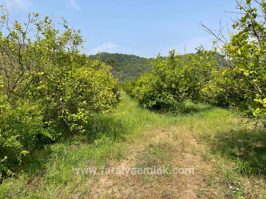 7800 M² Großes Grundstück Zum Verkauf In Gökbel, Neben Der Iztuzu Beach Road