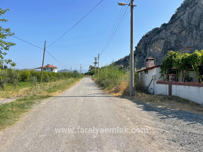 10.000 M² Großer Granatapfelgarten Zum Verkauf In Der Gegend Von Dalyan Arıkbaşı Gerendüzü.