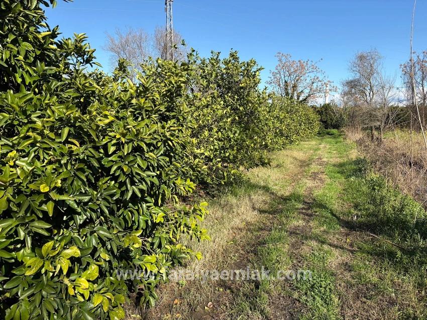 Zitronenhain In Dalyan Zu Verkaufen, 16.500 M²
