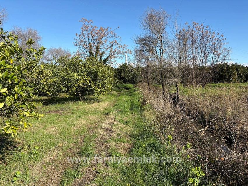 Zitronenhain In Dalyan Zu Verkaufen, 16.500 M²
