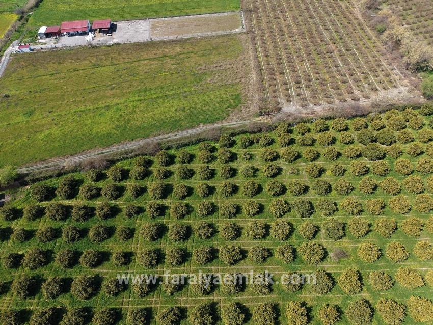17.550 M2 Weinberg-bahce Zum Verkauf In Der Nähe Des Dalyan Centers
