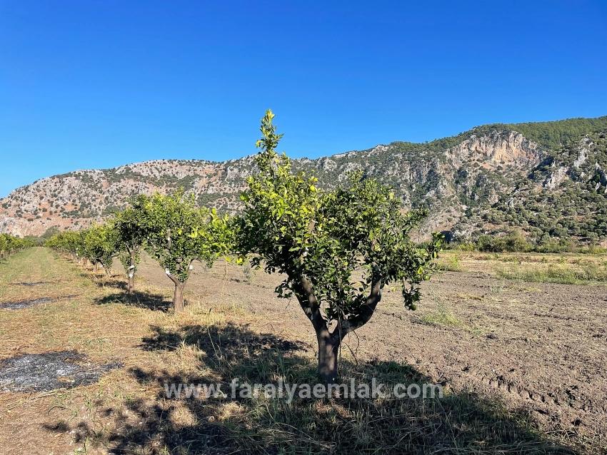 6600 M² Großes Grundstück In Der Nähe Des Zentrums Von Dalyan Zu Verkaufen.