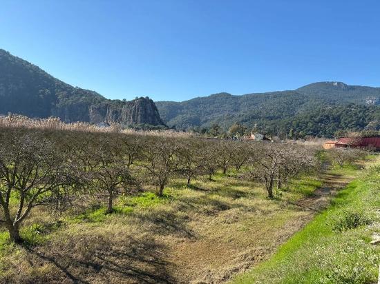 5985 M² Großes Grundstück In Dalyan Zu Verkaufen, Ausgewiesen Für 5 % Weinbau/obstbau.