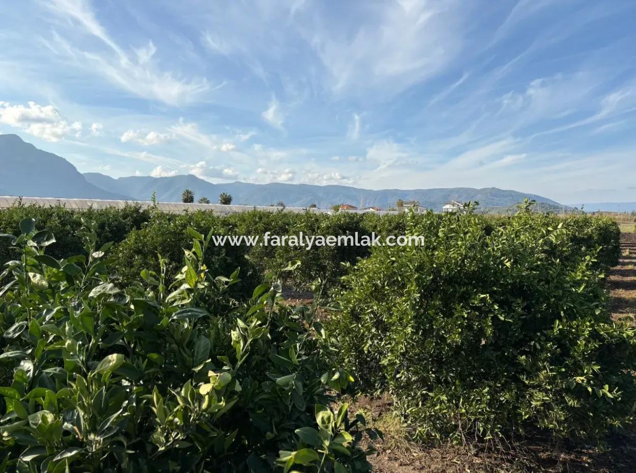 4 1 Villen Zum Verkauf Auf 14.136 M2 Feld In Eskiköy