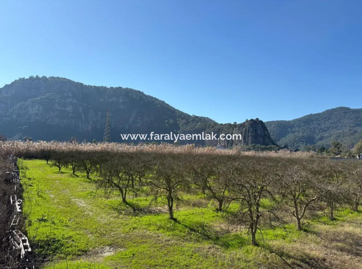 5985M2 5% Zoniertes Land Zum Verkauf In Dalyan Als Weinberggarten