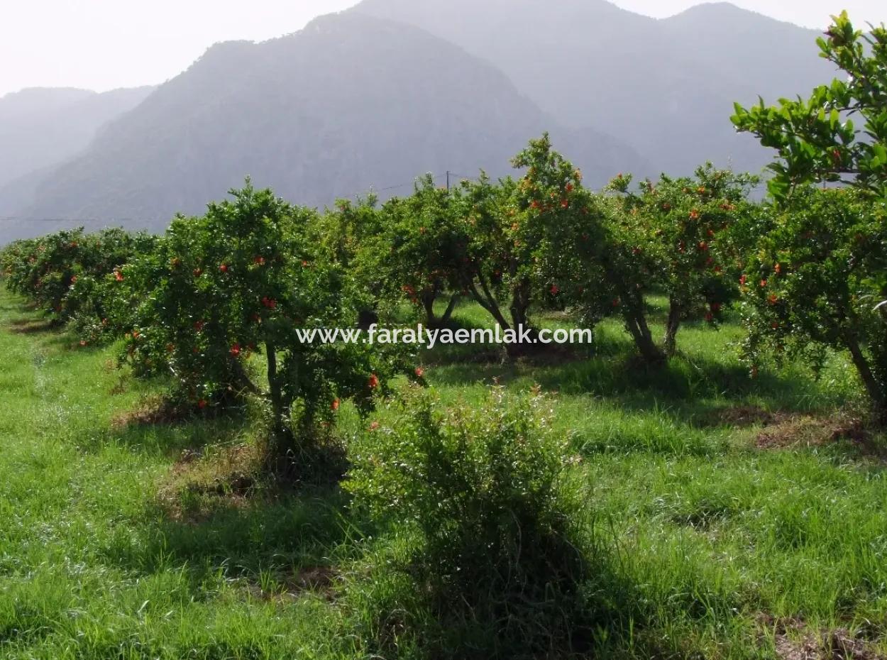 Merkez Dalyan Iztuzu See-Garten-Villa Zum Verkauf
