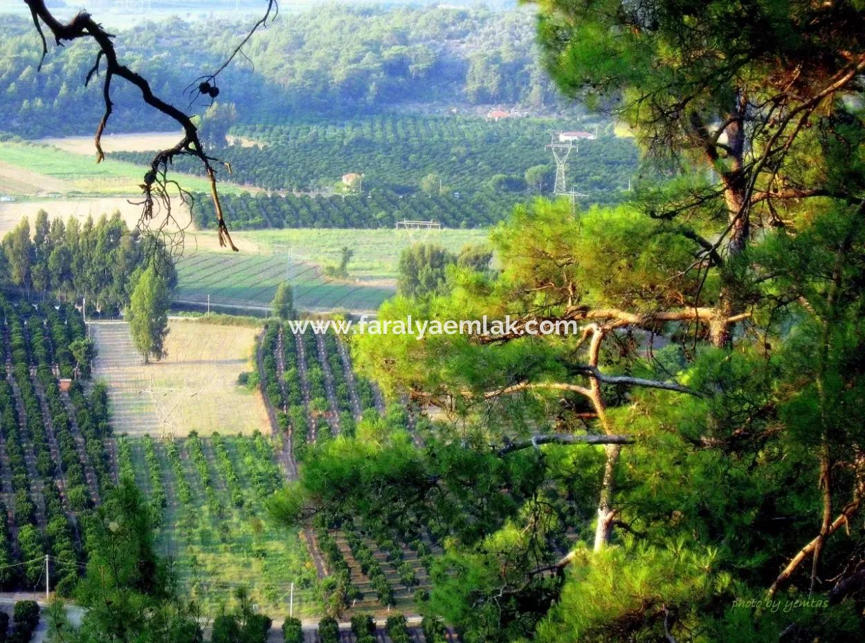 Gökçe Gökçe 21671M2 Bauernhof Zum Verkauf Zum Verkauf