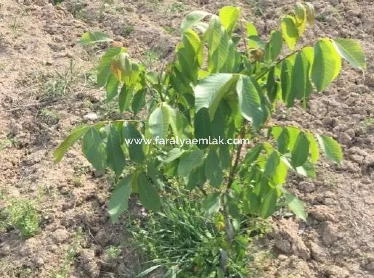 Zum Verkauf In St John ' S, Stichi Grundstück Zum Verkauf Null-In Auf Dem Weg 1562M2