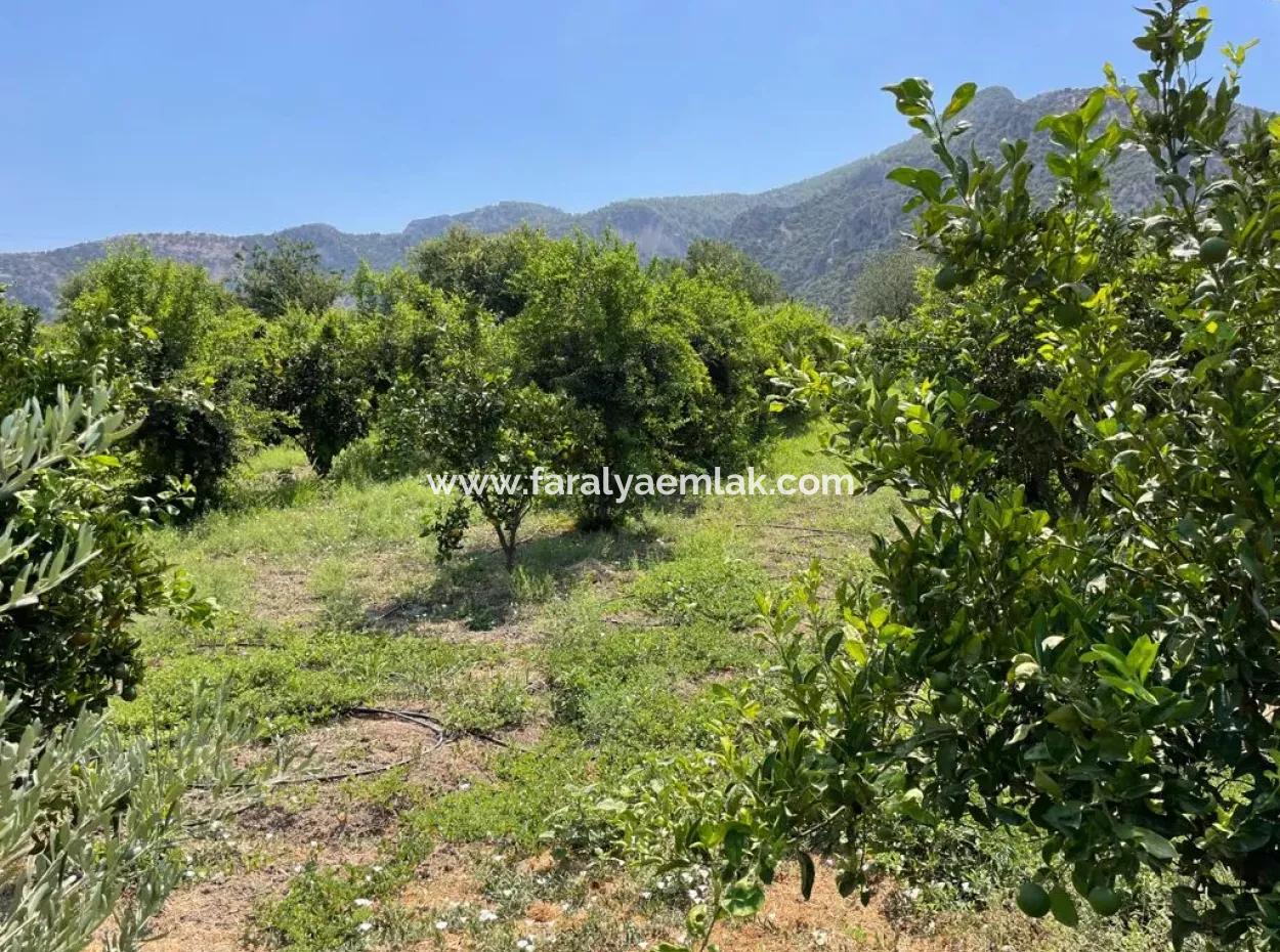 19-Zimmer-Hotel Zum Verkauf Auf 7.500 M2 Grundstück In Dalyanda