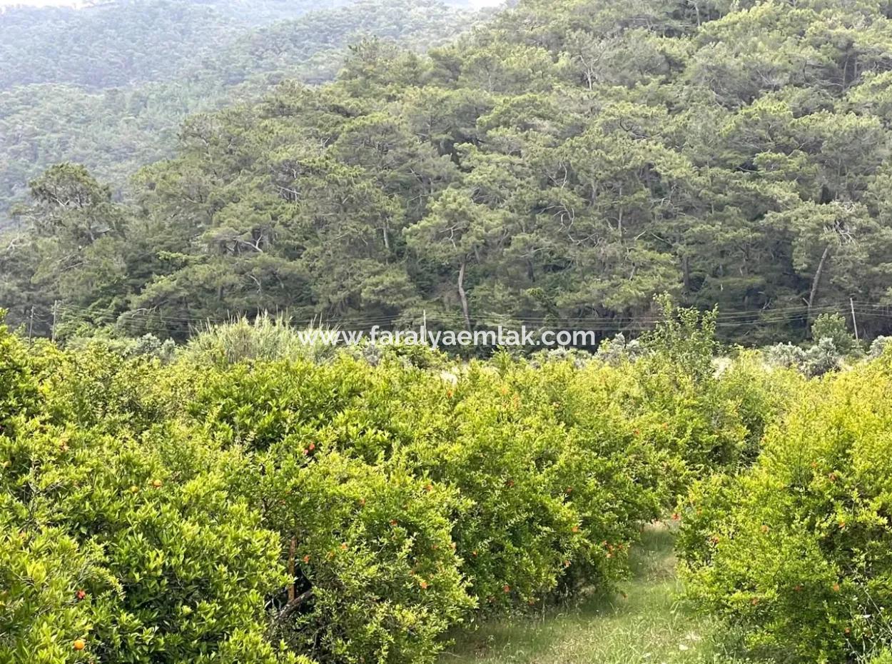 Gökbelde 14.000M2 Feld Zu Verkaufen