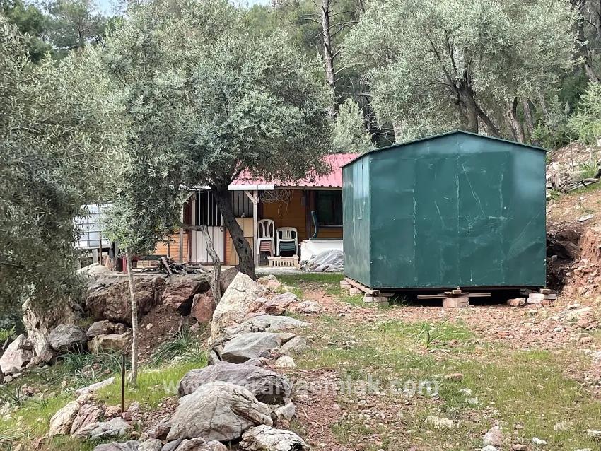 Field For sale in Ekincik Nbh. Köyceğiz - Olive Zoned - 7.000 m²