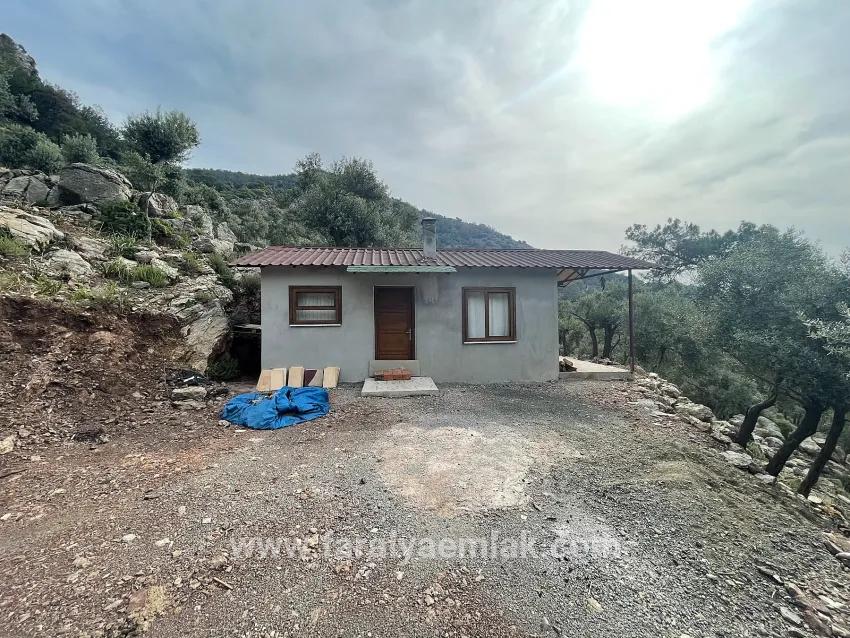 Field For sale in Ekincik Nbh. Köyceğiz - Olive Zoned - 7.000 m²