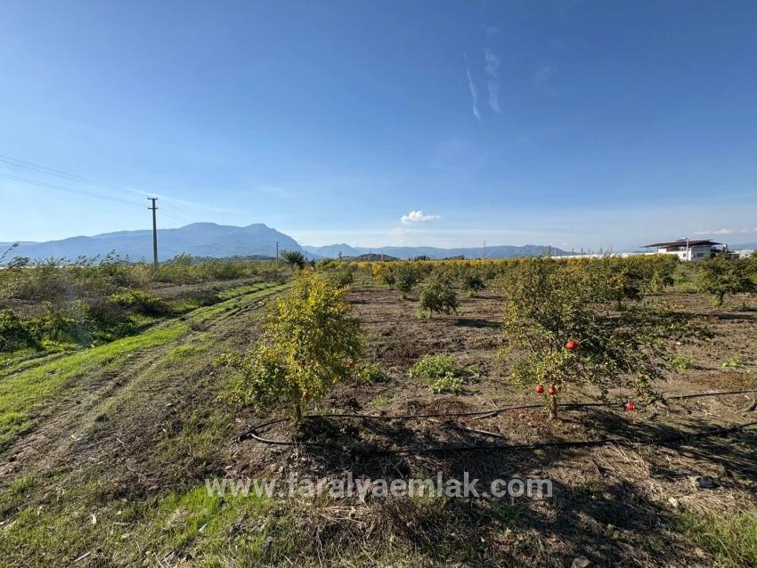 21500m2 Pomegranate Garden For Sale In Eskiköy