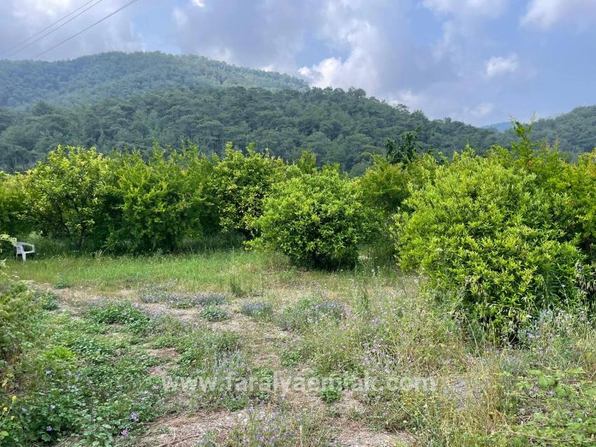7800m2 Land For Sale In Gökbel, Next To Iztuzu Beach Road