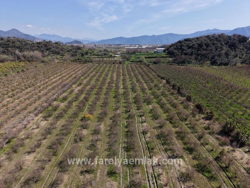 16.710m2 Pomegranate Garden For Sale With Lake View In Eskiköy