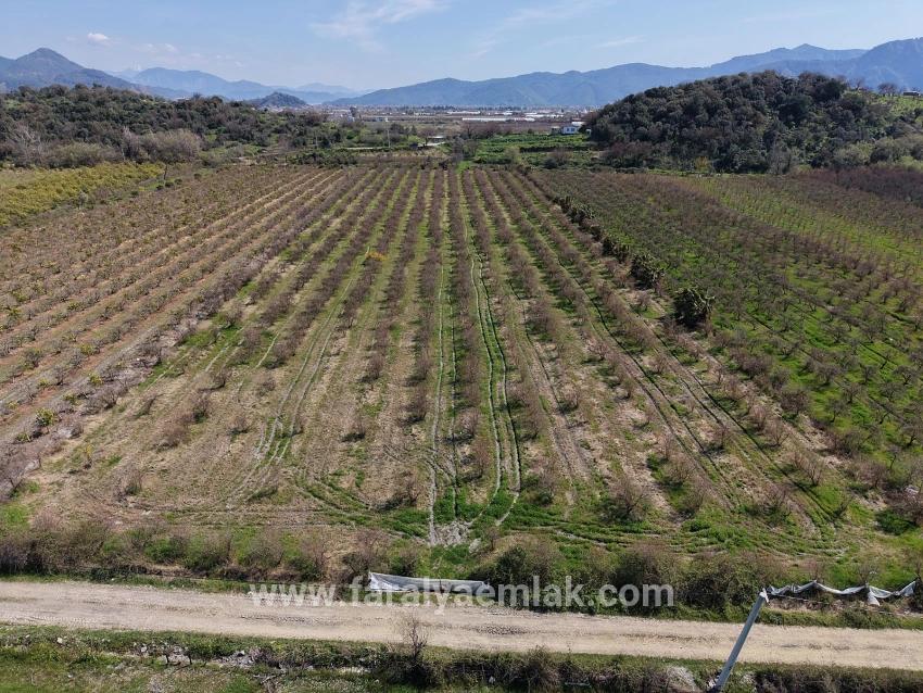 16.710m2 Pomegranate Garden For Sale With Lake View In Eskiköy