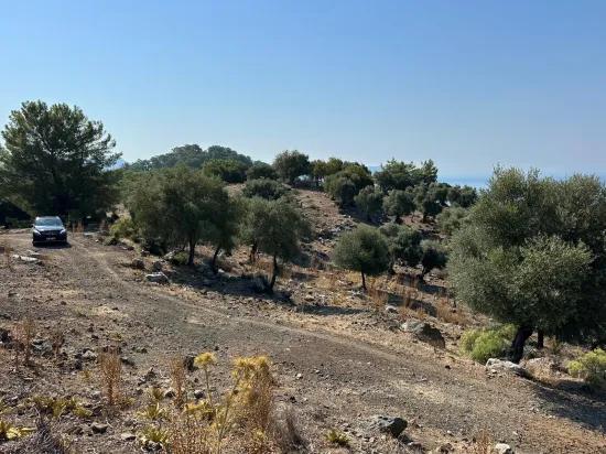 Field With Sea View, 21.000 M2, 2b, For Sale In Çandır