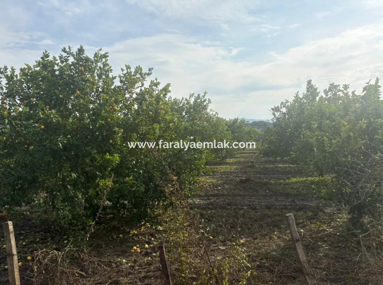 Single Title Deed 5617M2 Lemon Orchard For Sale In Tepearası