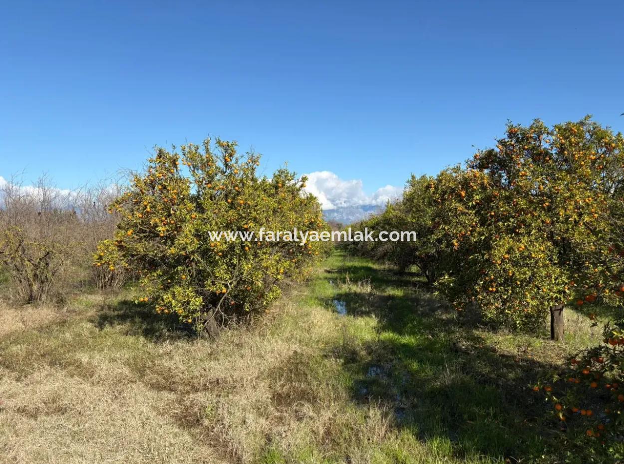 23,000M2 Detached Field Garden For Sale In Tepearasin,