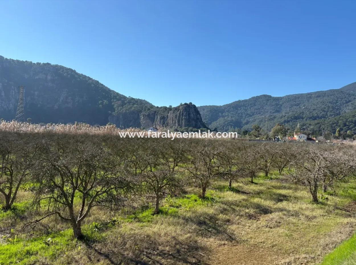 5985M2 5% Zoned Land For Sale In Dalyan As Vineyard Garden