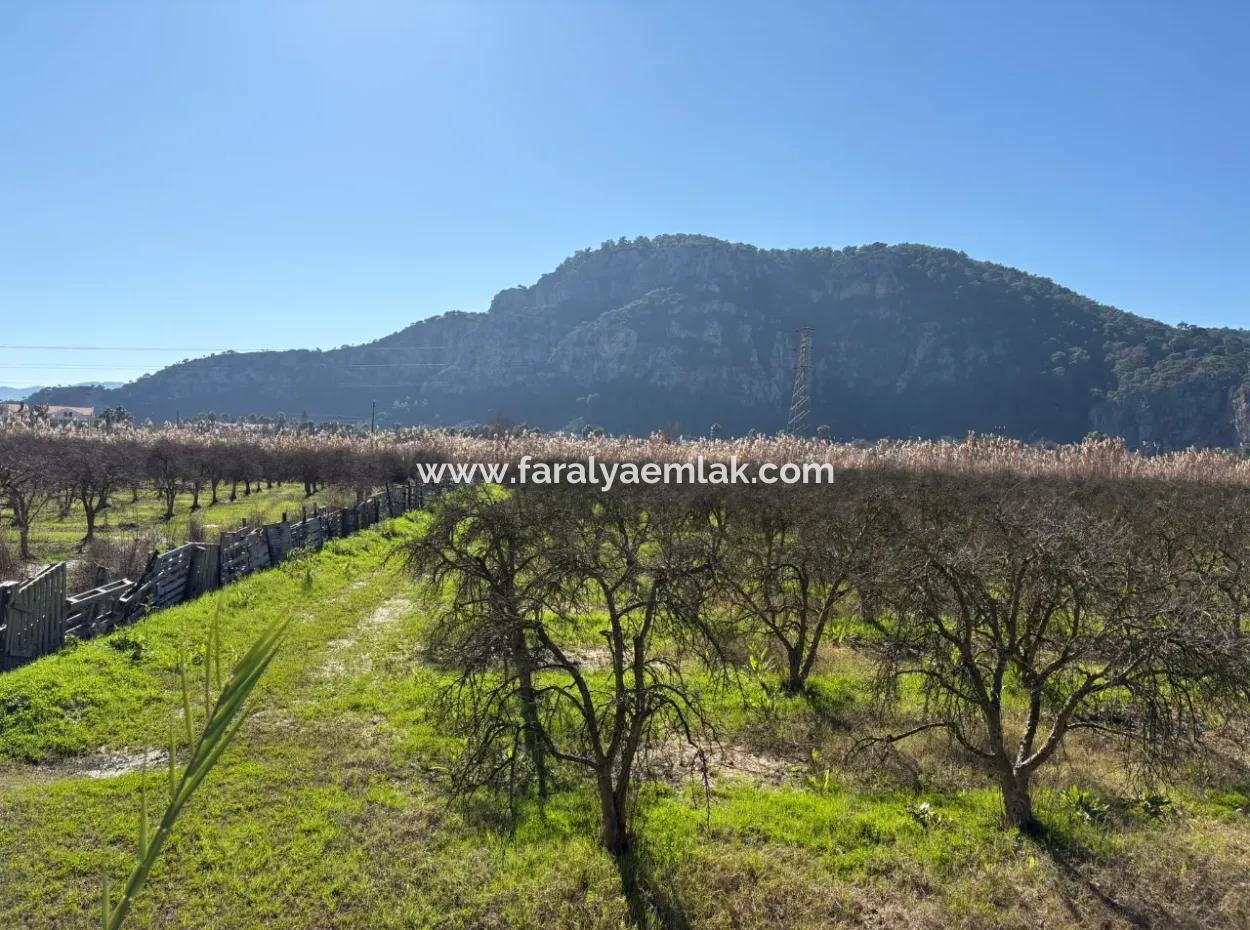 5985M2 5% Zoned Land For Sale In Dalyan As Vineyard Garden