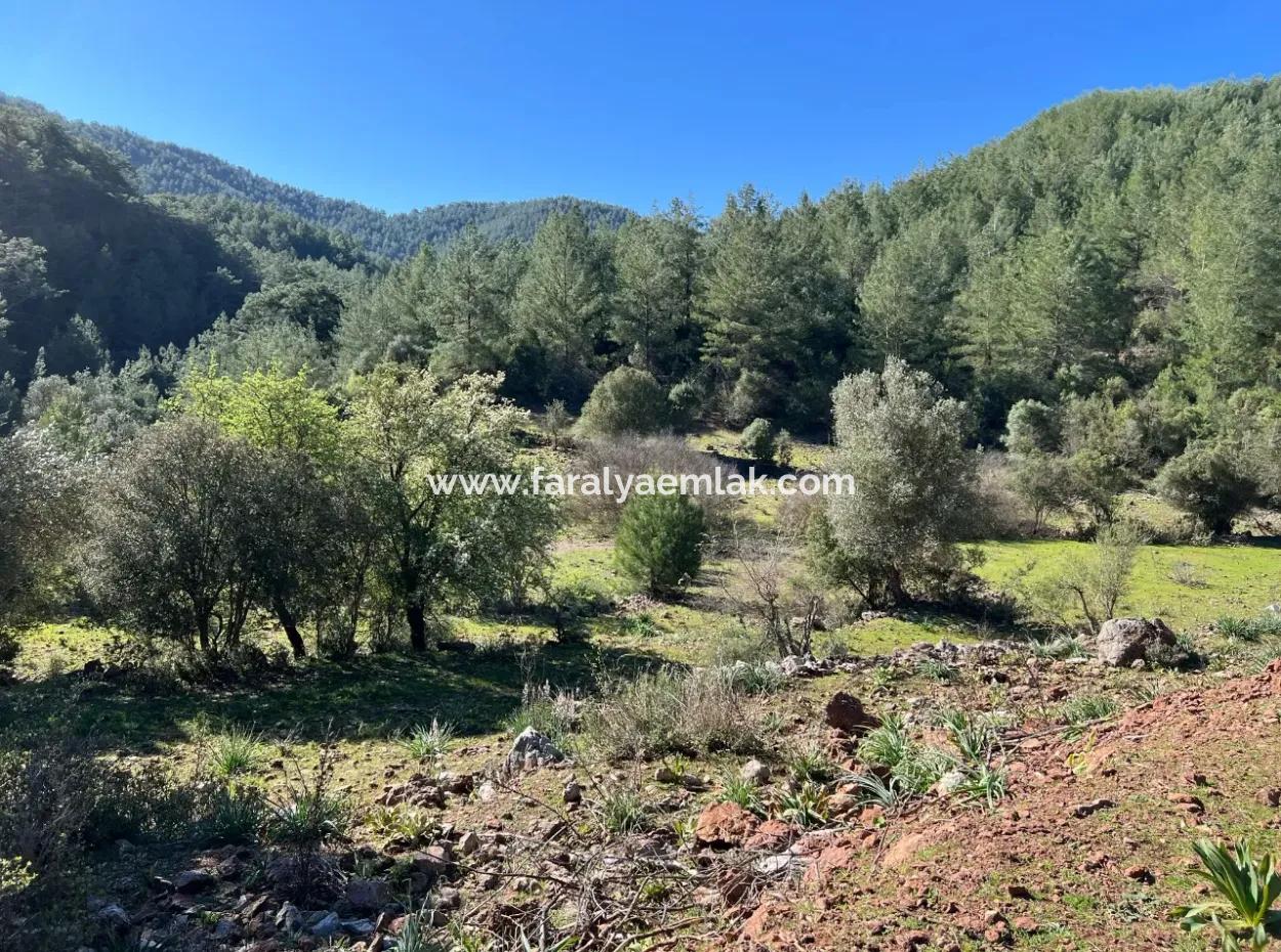 Land For Sale In Nature And Forest In Gökbel