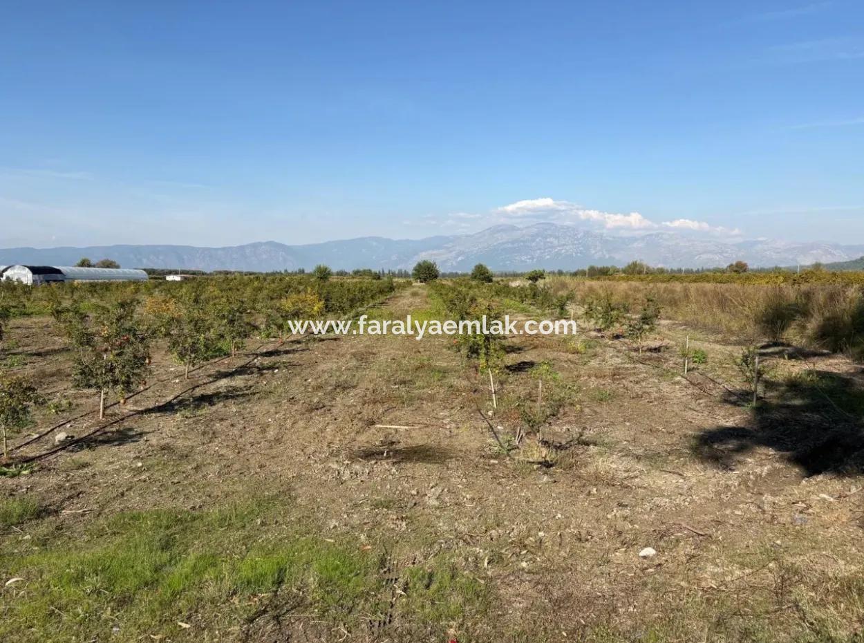 21500M2 Pomegranate Orchard For Sale In Eskiköy