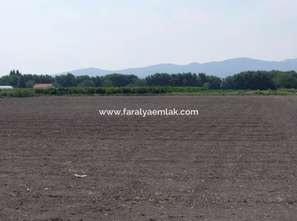 Farm For Sale In Dalyan Eskikoy Eskikoy Oriya 14,900M2 Plot For Sale Field