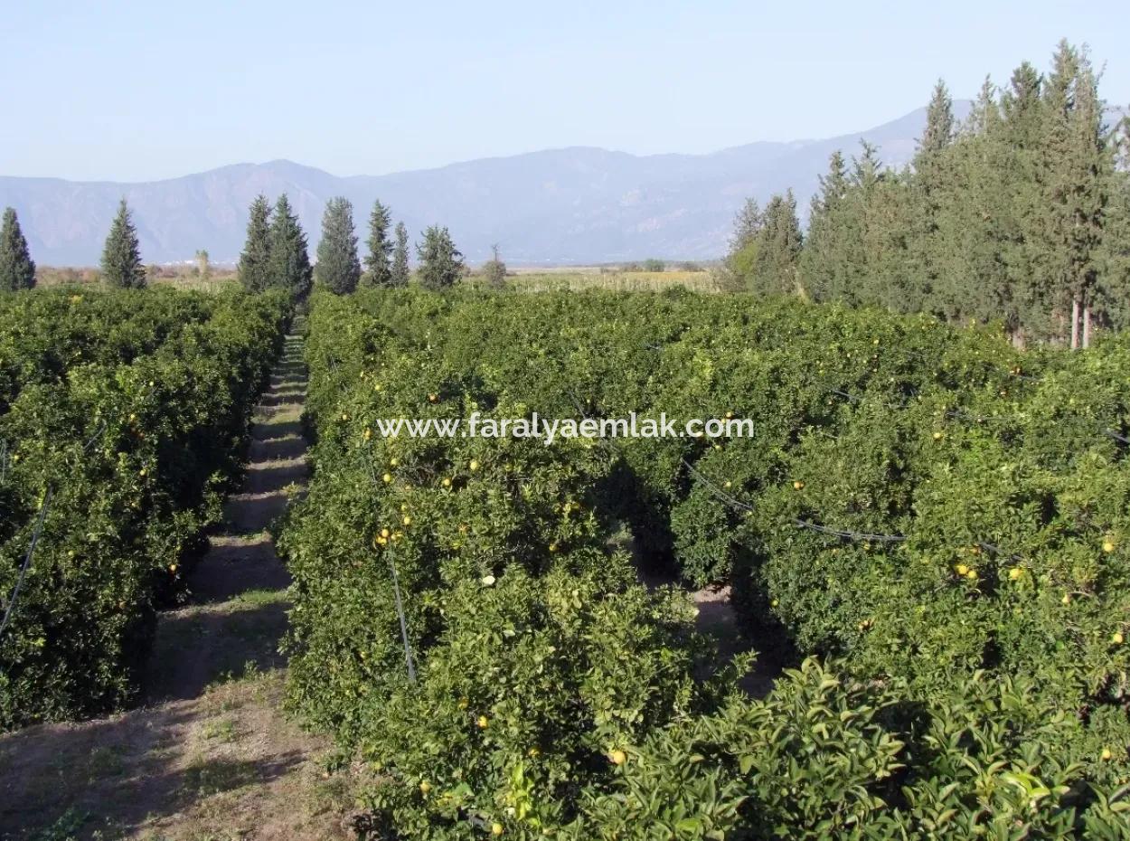 Garden For Sale In Oriya Tepearasi Between The Peak 65,000M2 Orange Garden For Sale