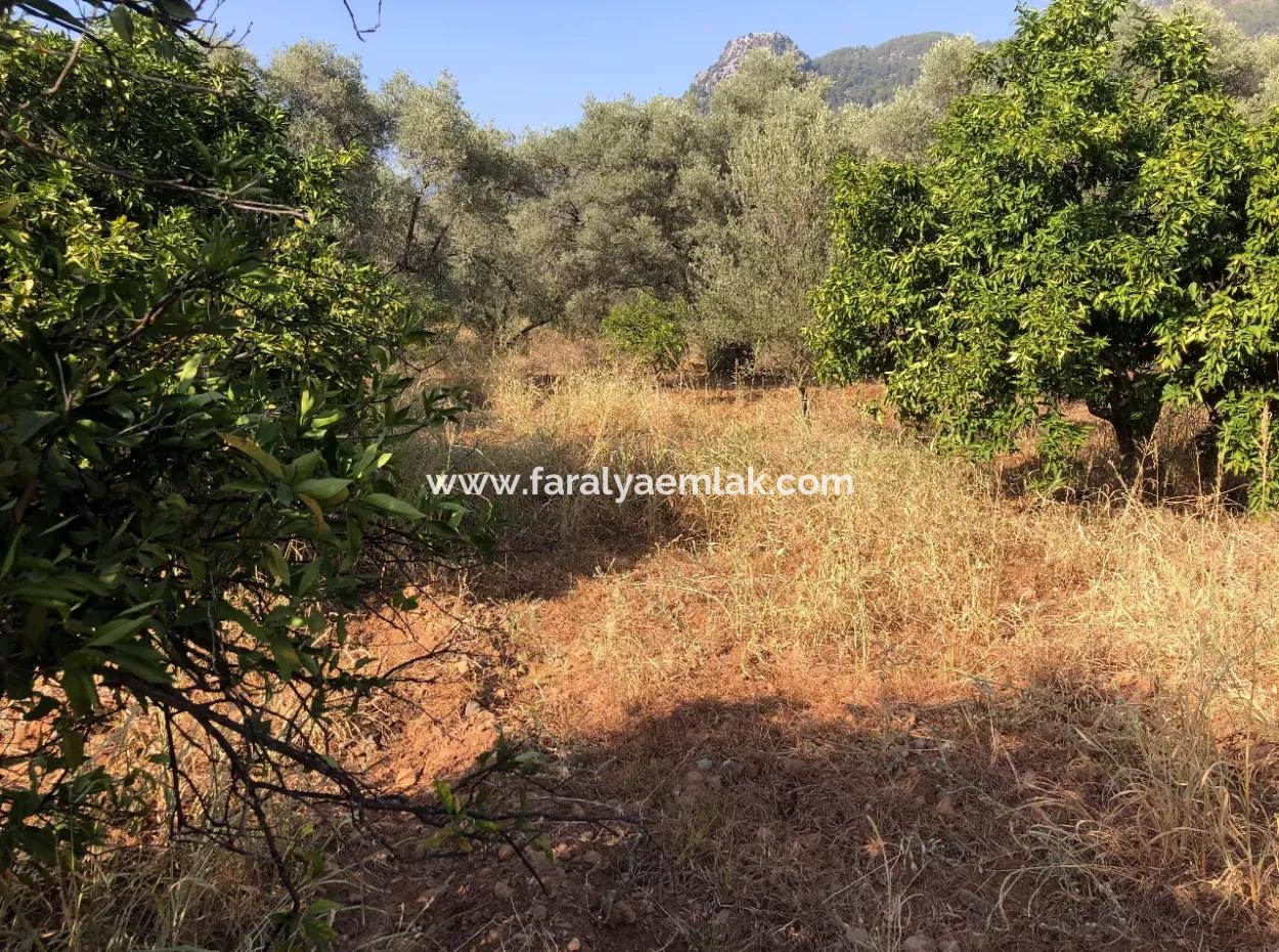 Land Field For Sale In Köyceğinz Yangi 9406M2 Land For Sale