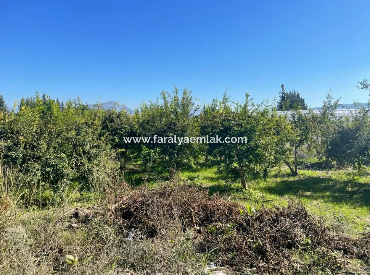 2223M2 Fields For Sale In Dalyan
