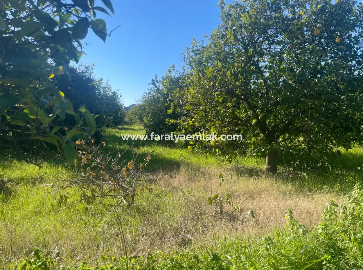 Dalyan Land For Sale 5227M2 Land For Sale