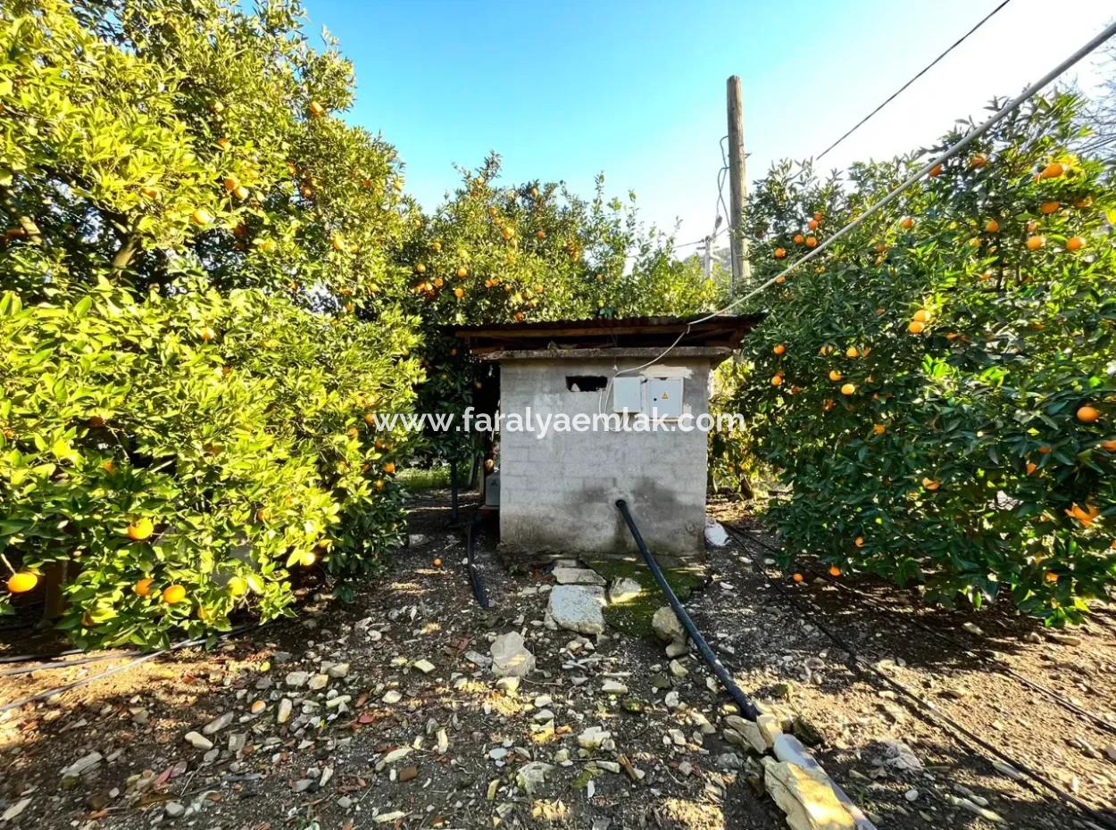 One-Storey House For Sale In 5000M2 Land In Çandır