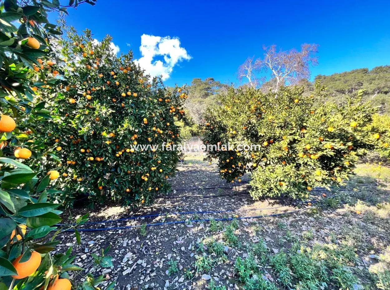 One-Storey House For Sale In 5000M2 Land In Çandır