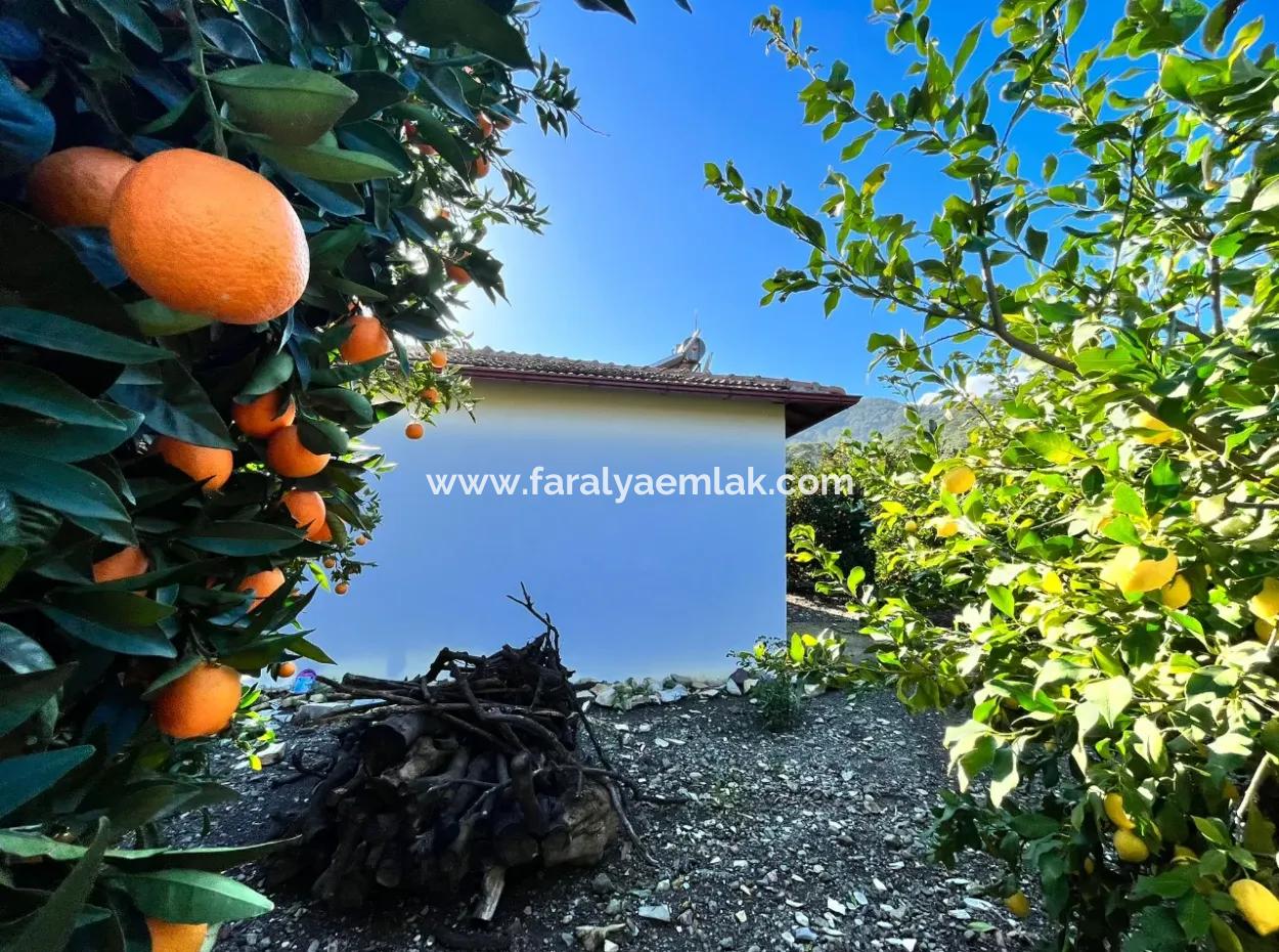 One-Storey House For Sale In 5000M2 Land In Çandır