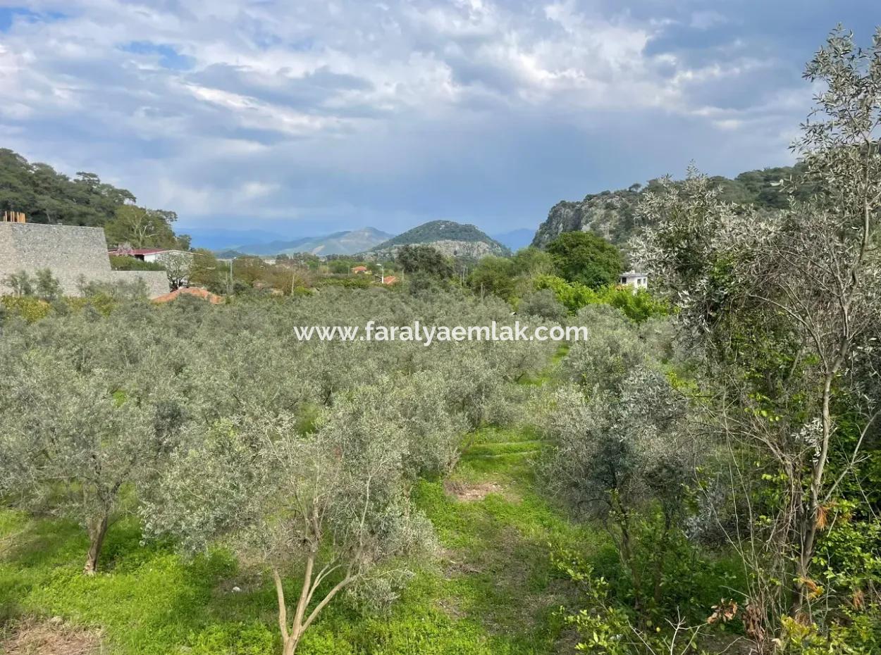 5000M2 Field For Sale At The Beginning Of The Road In Çandır