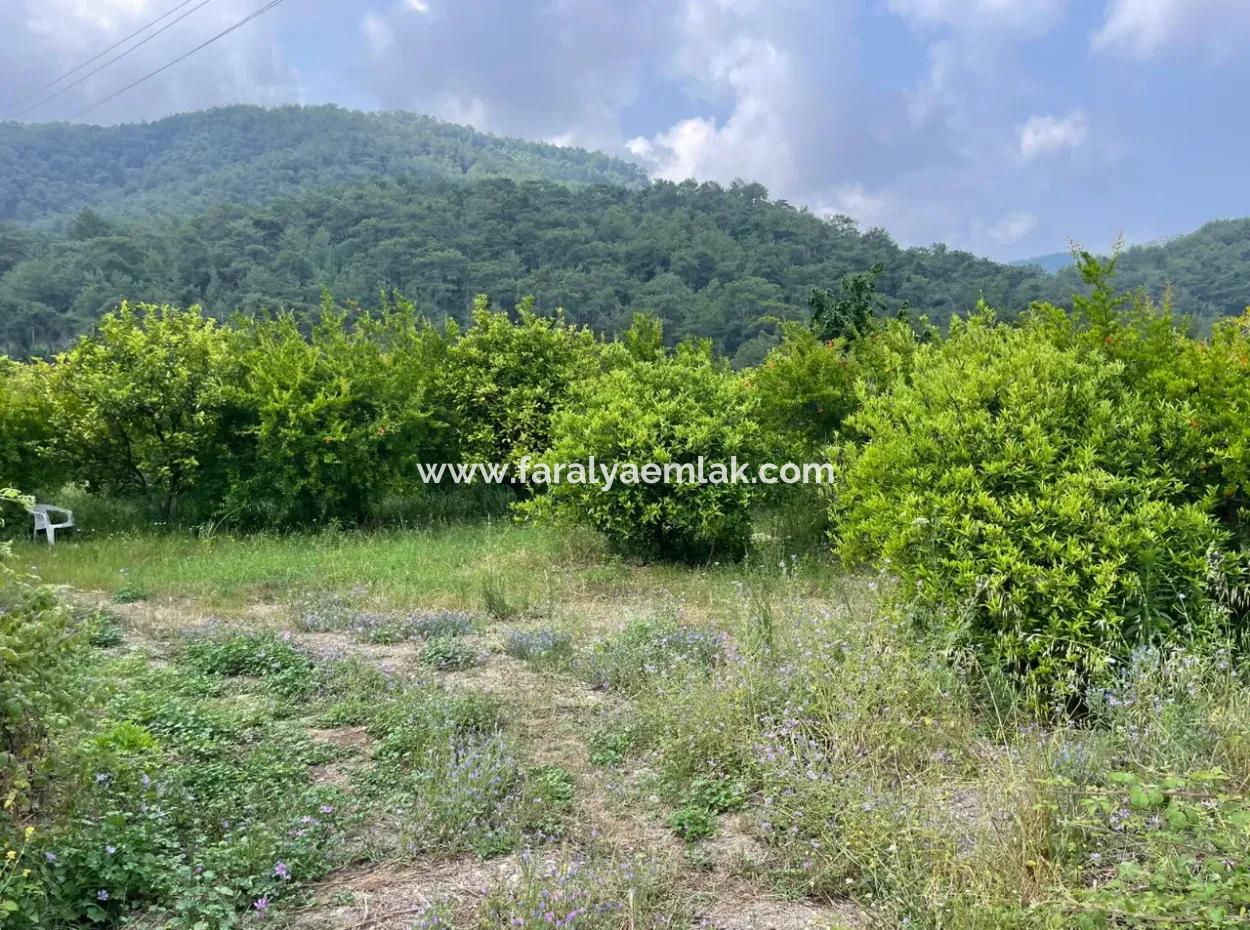 7800M2 Land For Sale At The Beginning Of Iztuzu Beach Road In Gökbel
