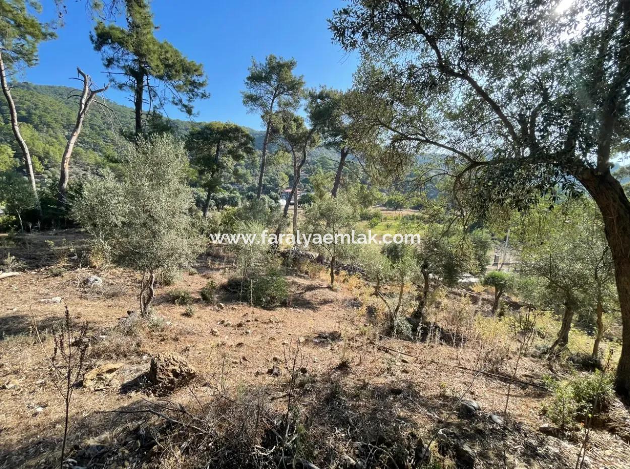 1,320M2 Field For Sale In Çandır Center By The Forest