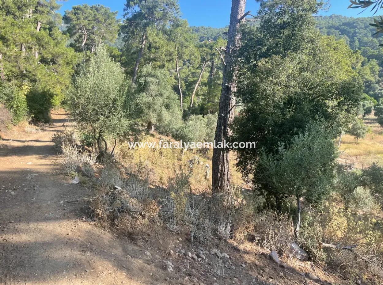 1,320M2 Field For Sale In Çandır Center By The Forest