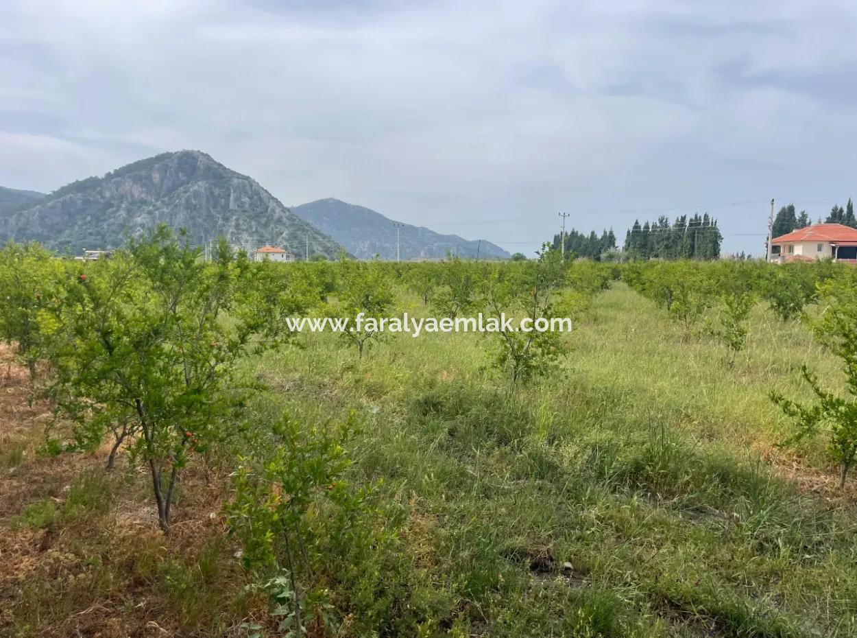 Field For Sale 6500M2 In Dalyan