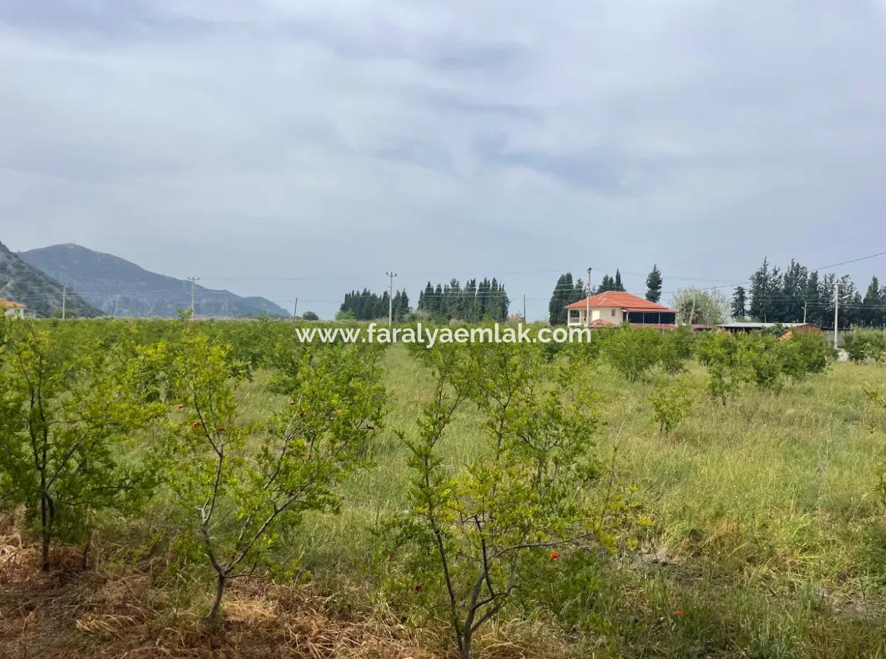Field For Sale 6500M2 In Dalyan