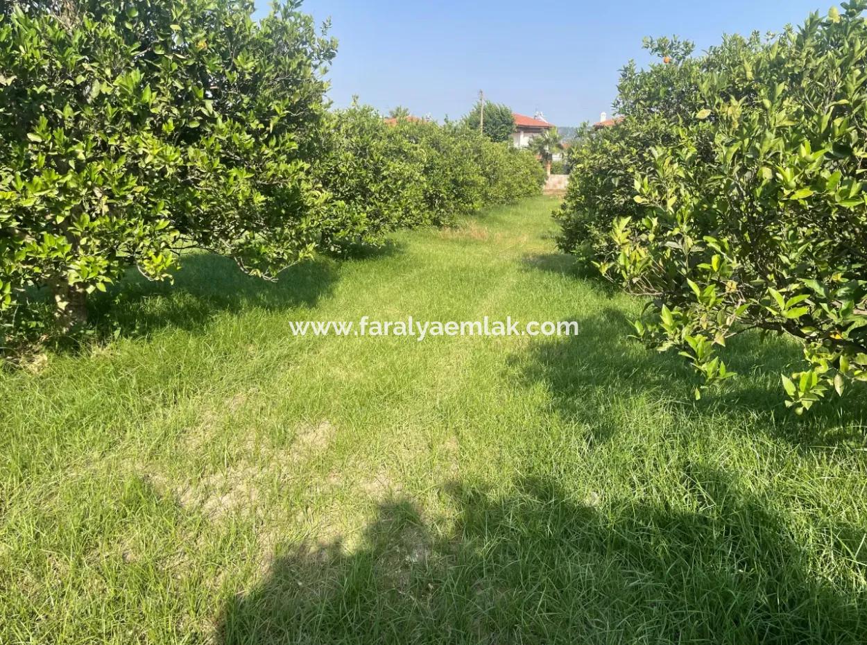 Land For Sale In Gulpinar, Dalyan 722M2