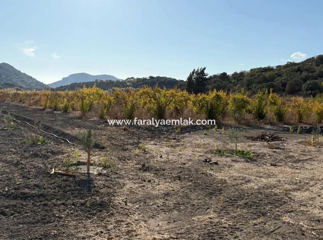 19.663M2 Farm Land And House For Sale In Eskiköy